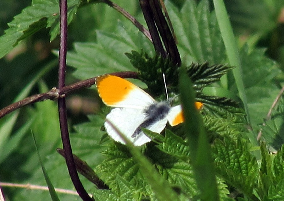 Anthocharis cardamines - hajnalpírlepke