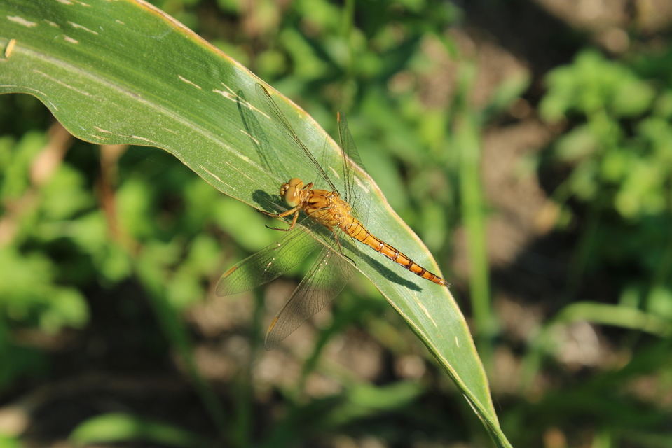 Orthetrum coerulescens - karcsú pásztorszitakötő