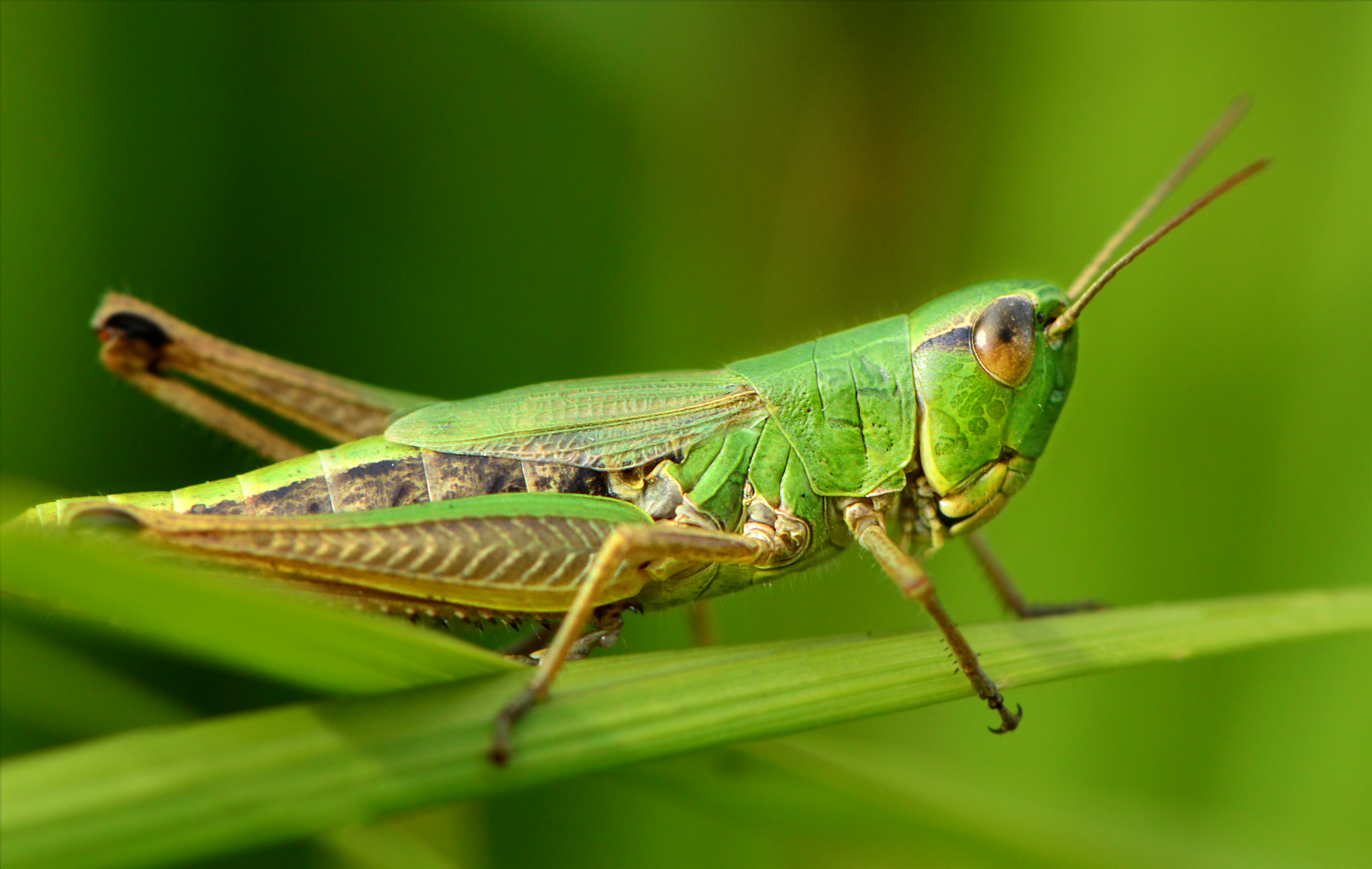 Pseudochorthippus parallelus - közönséges rétisáska
