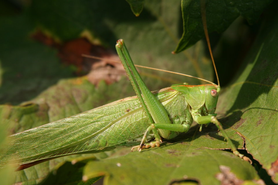 Tettigonia viridissima - zöld lombszöcske