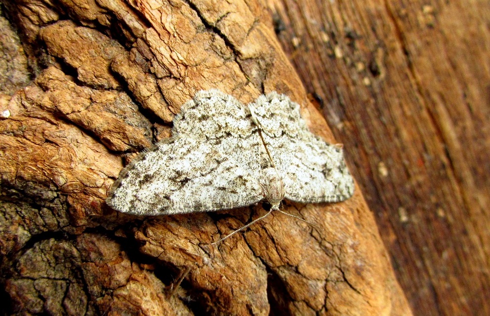 Ectropis crepuscularia - avararaszoló