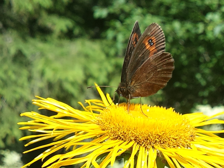 Erebia aethiops - közönséges szerecsenlepke