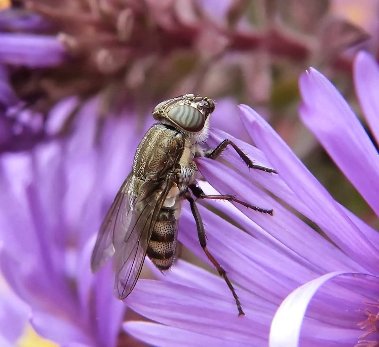 Stomorhina lunata - sáskaparazita légy