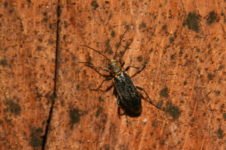 Cortodera humeralis - négyfoltos cserjecincér