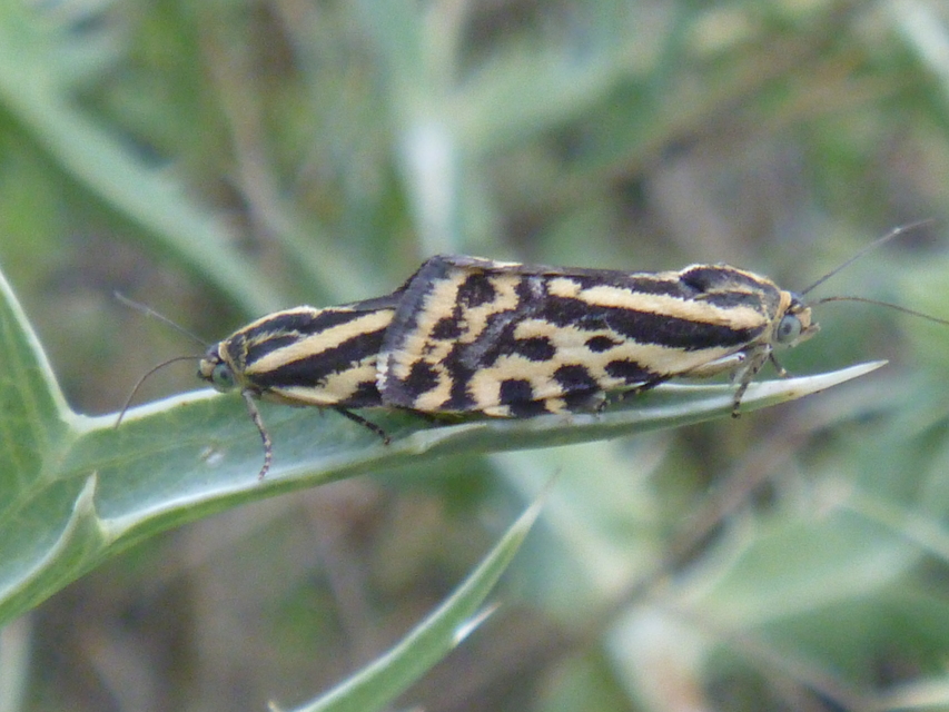 Emmelia trabealis - zebrabagoly