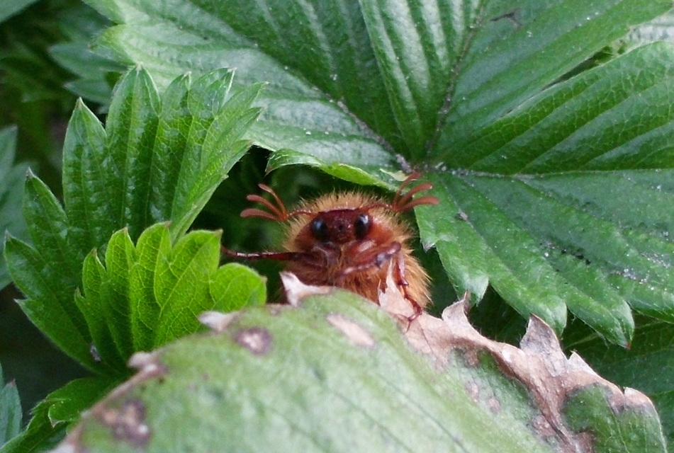 Holochelus aequinoctialis - tavaszeleji cserebogár