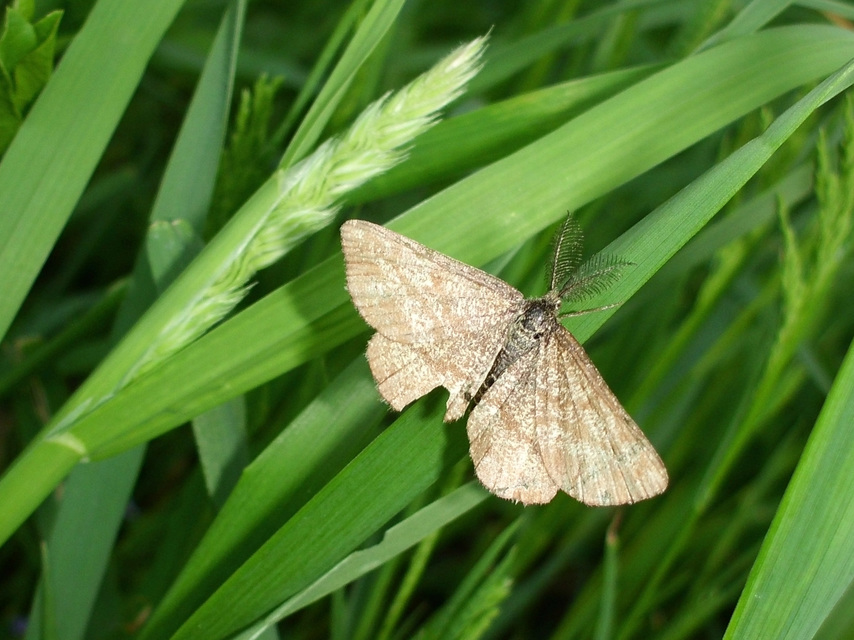 Ematurga atomaria - barna rétiaraszoló