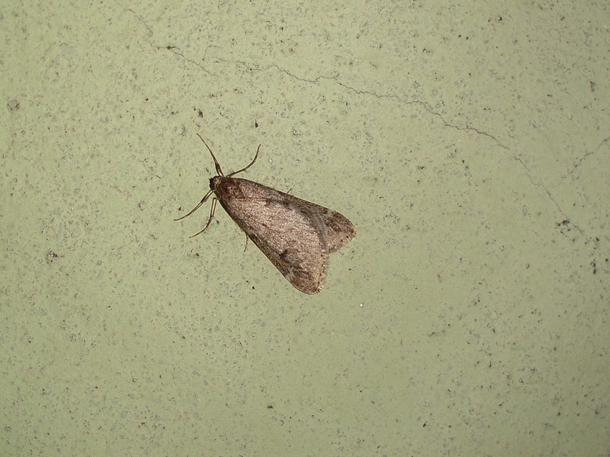 Alsophila aescularia - vadgesztenye-araszoló