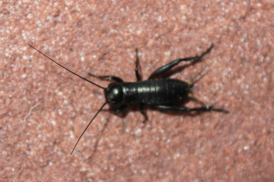 Gryllus campestris - mezei tücsök