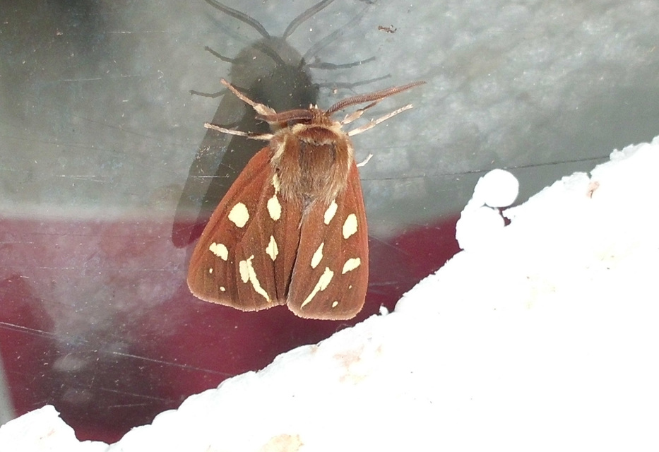 Hyphoraia aulica - barna medvelepke