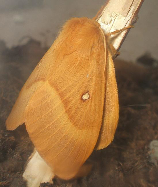 Lasiocampa quercus - tölgyfaszövő
