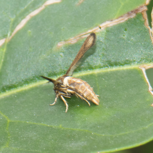 Microsphecia brosiformis - folyófűszitkár