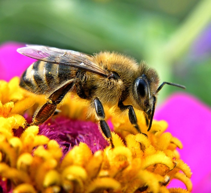Apis mellifera - háziméh