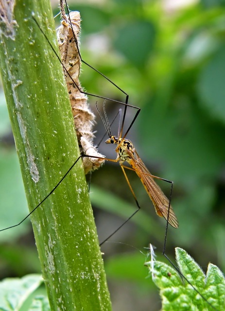 Nephrotoma appendiculata