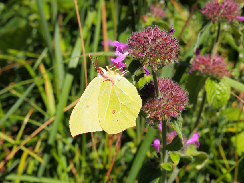 Gonepteryx rhamni - citromlepke