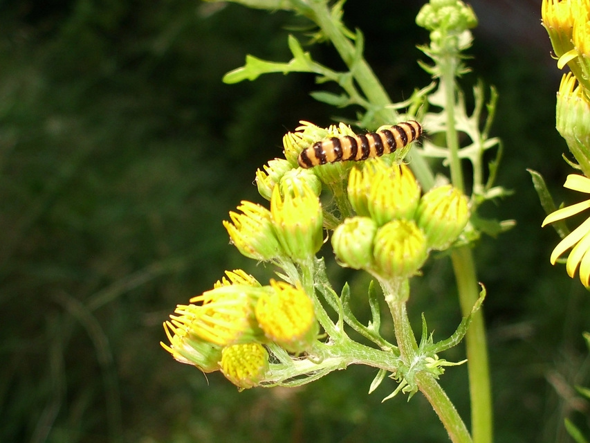 Tyria jacobaeae - jakabfű-medvelepke