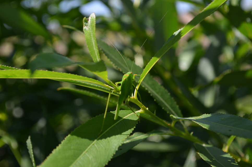 Phaneroptera