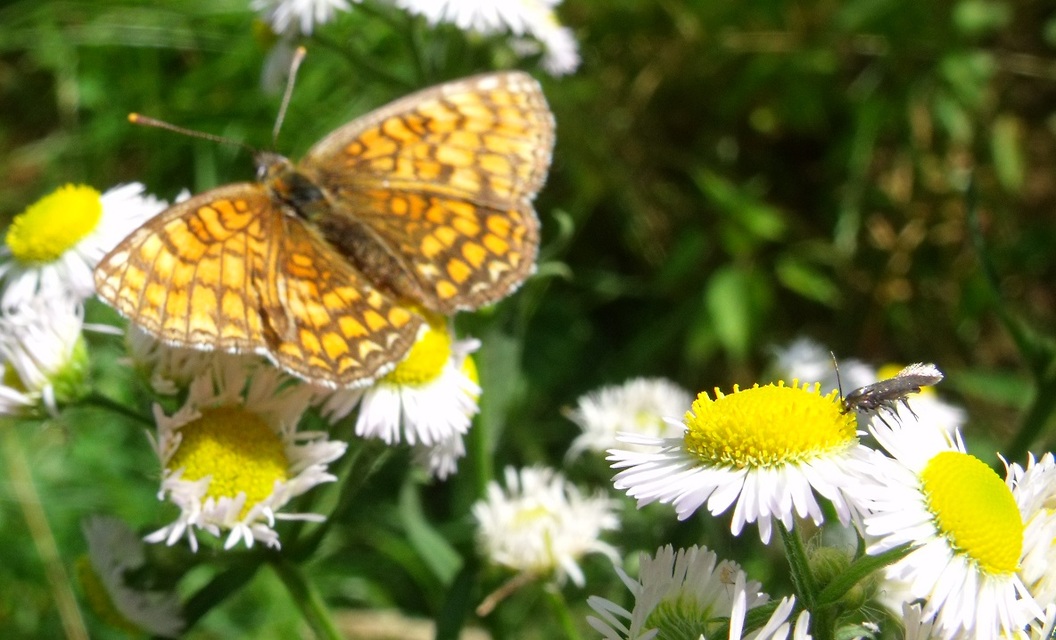 Melitaea athalia - közönséges tarkalepke
