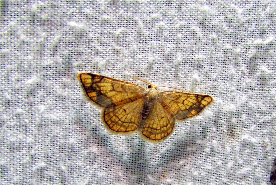 Stegania dilectaria - fehérnyár-araszoló