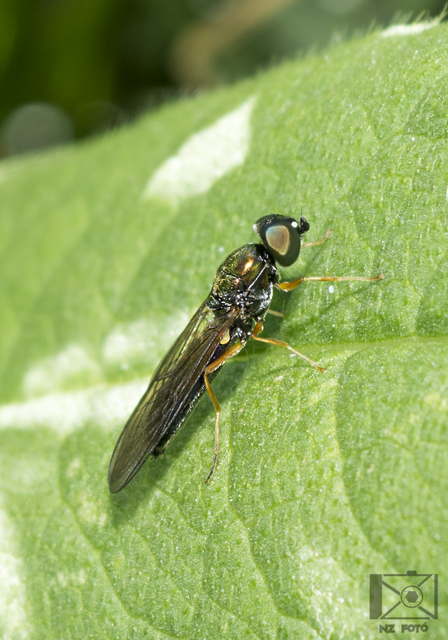 Sargus bipunctatus - kétpettyes fémeslégy