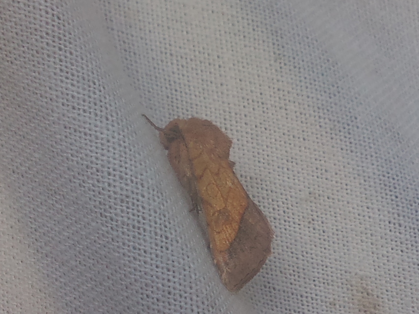 Pyrrhia umbra - iglicebagoly