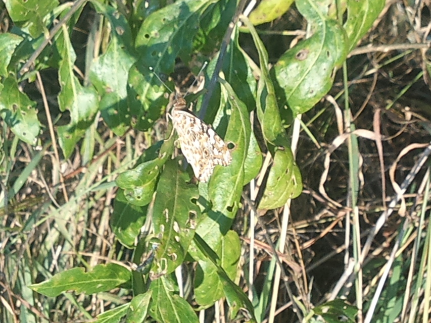 Vanessa cardui - bogáncslepke
