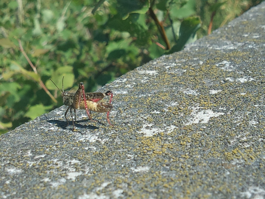 Calliptamus italicus - olaszsáska