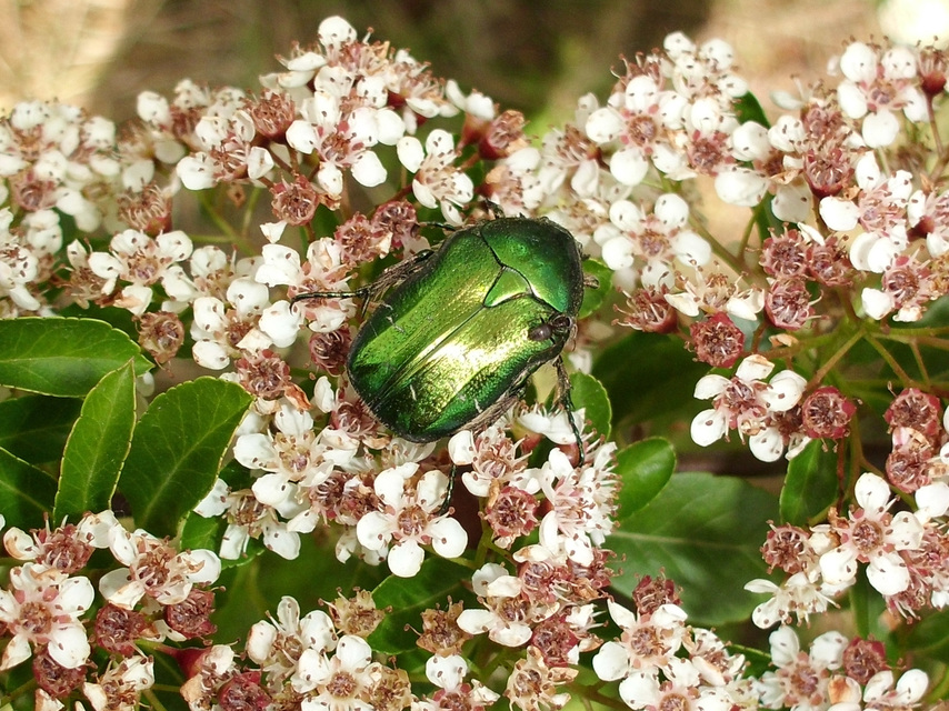 Cetonia aurata - aranyos virágbogár
