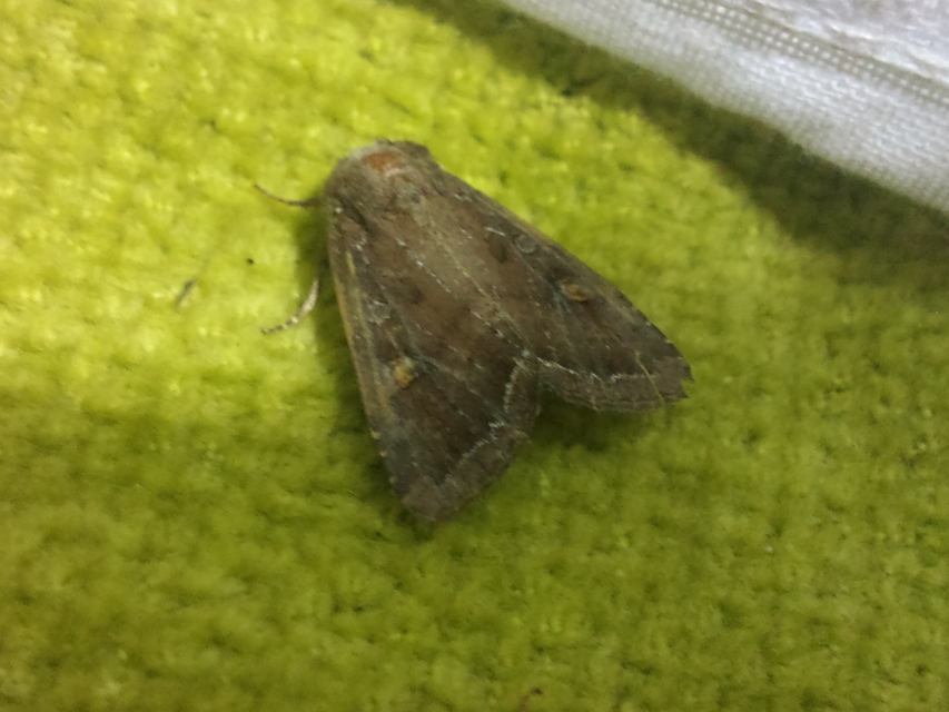 Lacanobia oleracea - saláta-kertibagoly