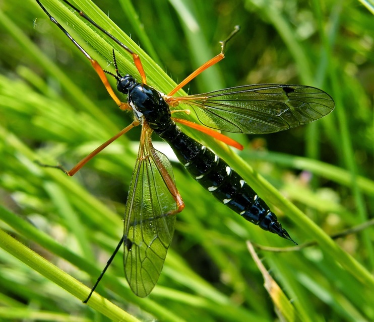 Ctenophora guttata