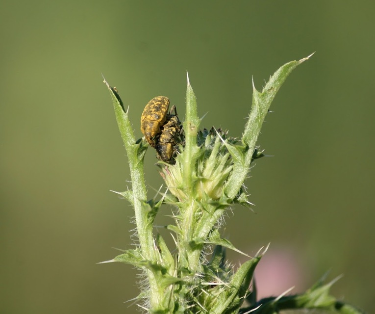 Larinus turbinatus - kúposorrú púderbarkó