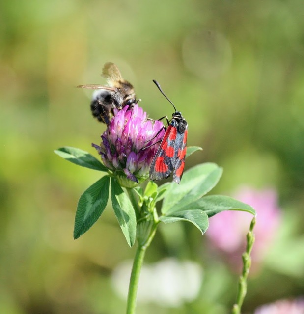 Zygaena loti - közönséges csüngőlepke