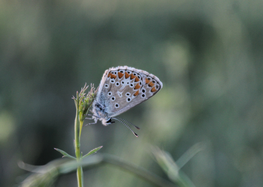 Polyommatus icarus - közönséges boglárka