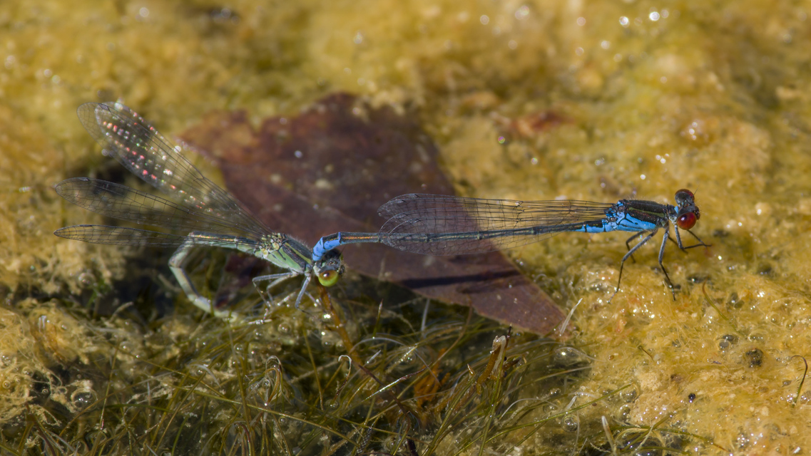 Erythromma viridulum - kis pirosszemű-légivadász