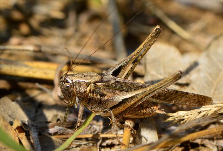 Platycleis grisea - szürke rétiszöcske