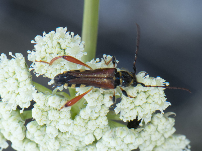 Stenopterus rufus - tarkacsápú keskenyfedőscincér