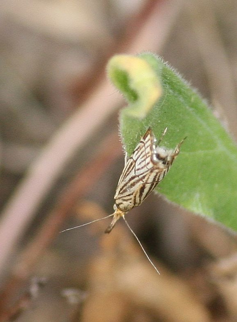 Chrysocramboides craterella - rácsos fűgyökérmoly