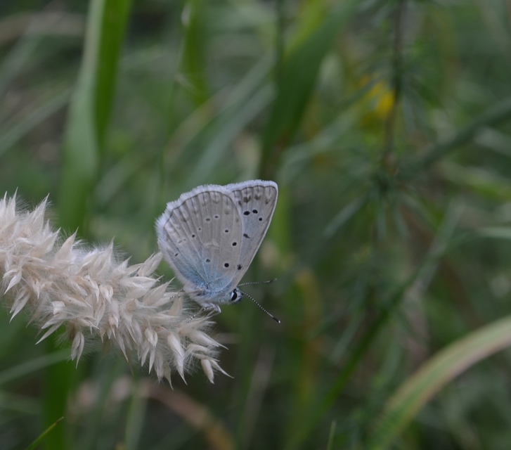 Polyommatus daphnis - csipkés boglárka