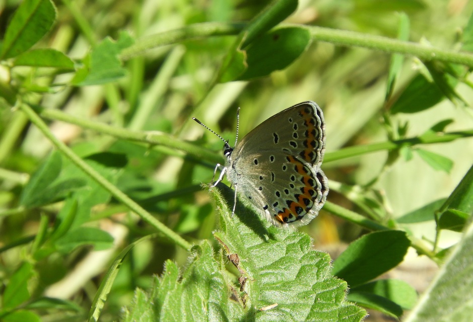 Plebejus argyrognomon - tintakék boglárka
