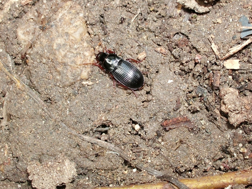 Harpalus atratus - erdei lomhafutó