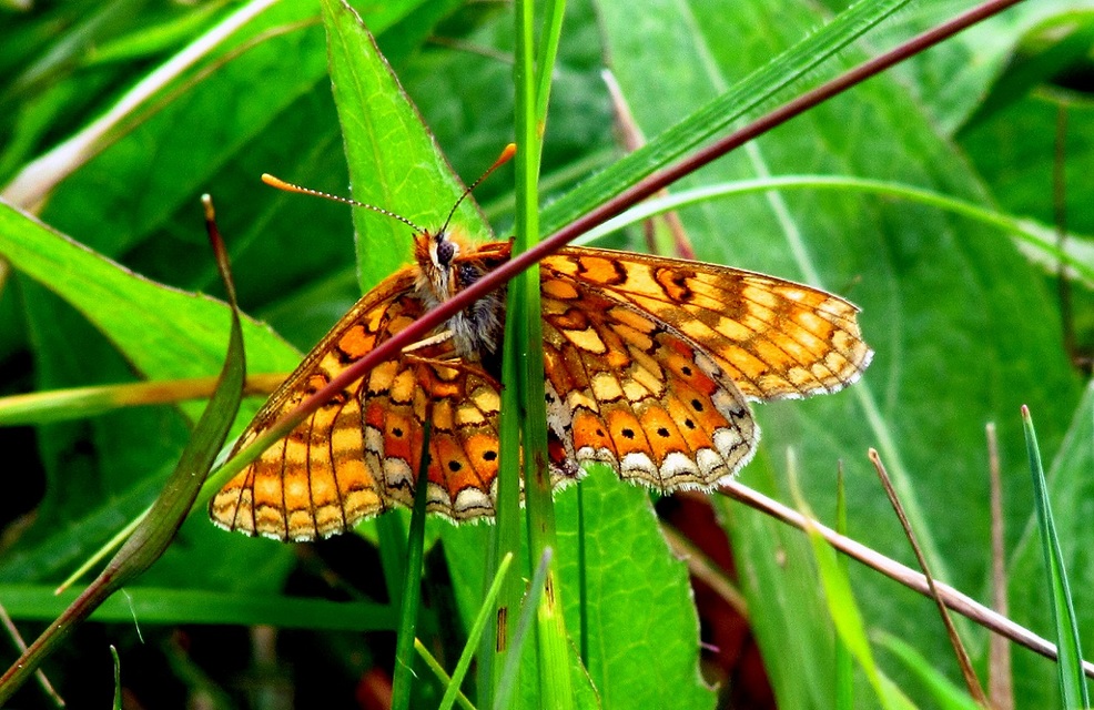 Euphydryas aurinia - lápi tarkalepke