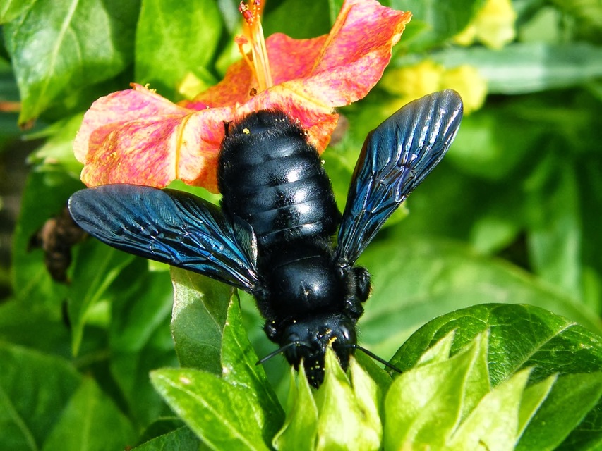Xylocopa valga - gyakori fadongó