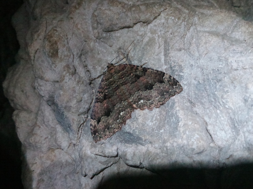 Triphosa dubitata - kutyabenge-araszoló