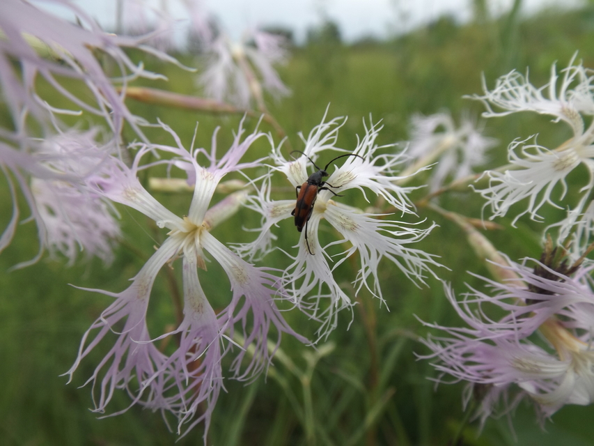 Stenurella bifasciata - kétöves karcsúcincér