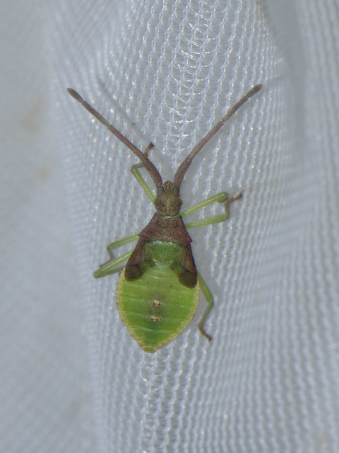 Gonocerus acuteangulatus - aranypetés karimáspoloska