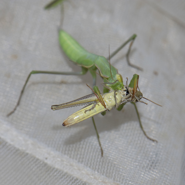 Mantis religiosa - imádkozósáska
