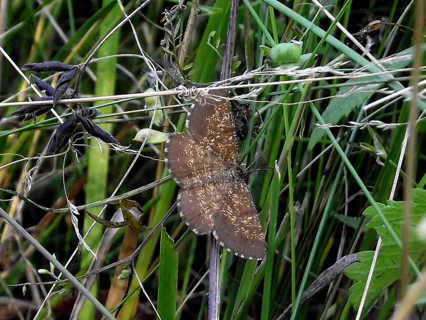 Ematurga atomaria - barna rétiaraszoló