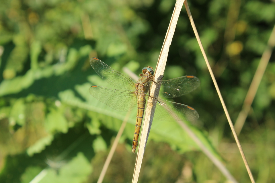 Orthetrum coerulescens - karcsú pásztorszitakötő