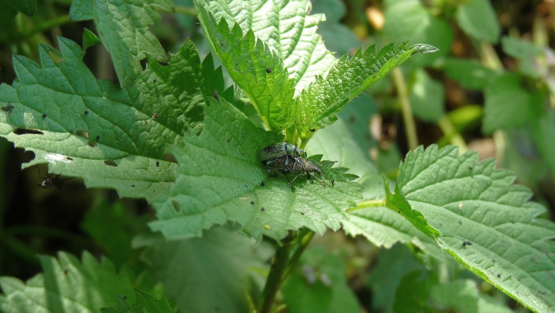 Phyllobius