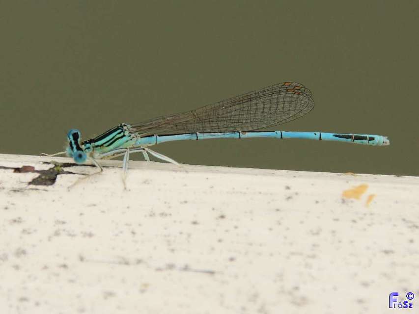 Platycnemis pennipes - széleslábú szitakötő